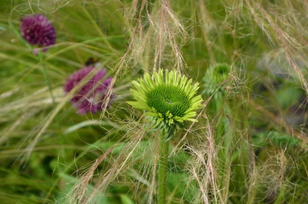 Jeżówka Green Jewel Zielony Klejnot w stipach
