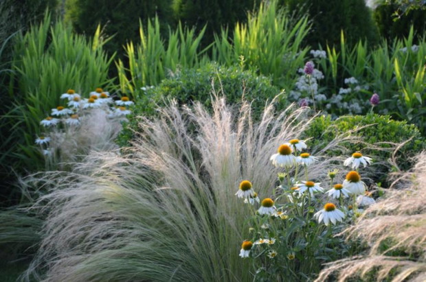 Jeżówki białe , stipy i kule bukszpanowe