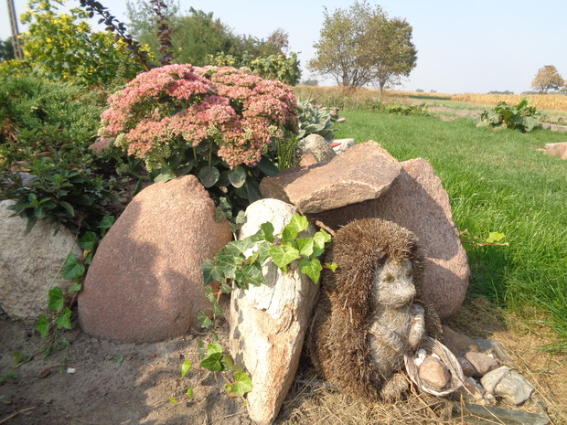 Jeżyk ukrył się pod kamieniami i rozchodnikiem. 