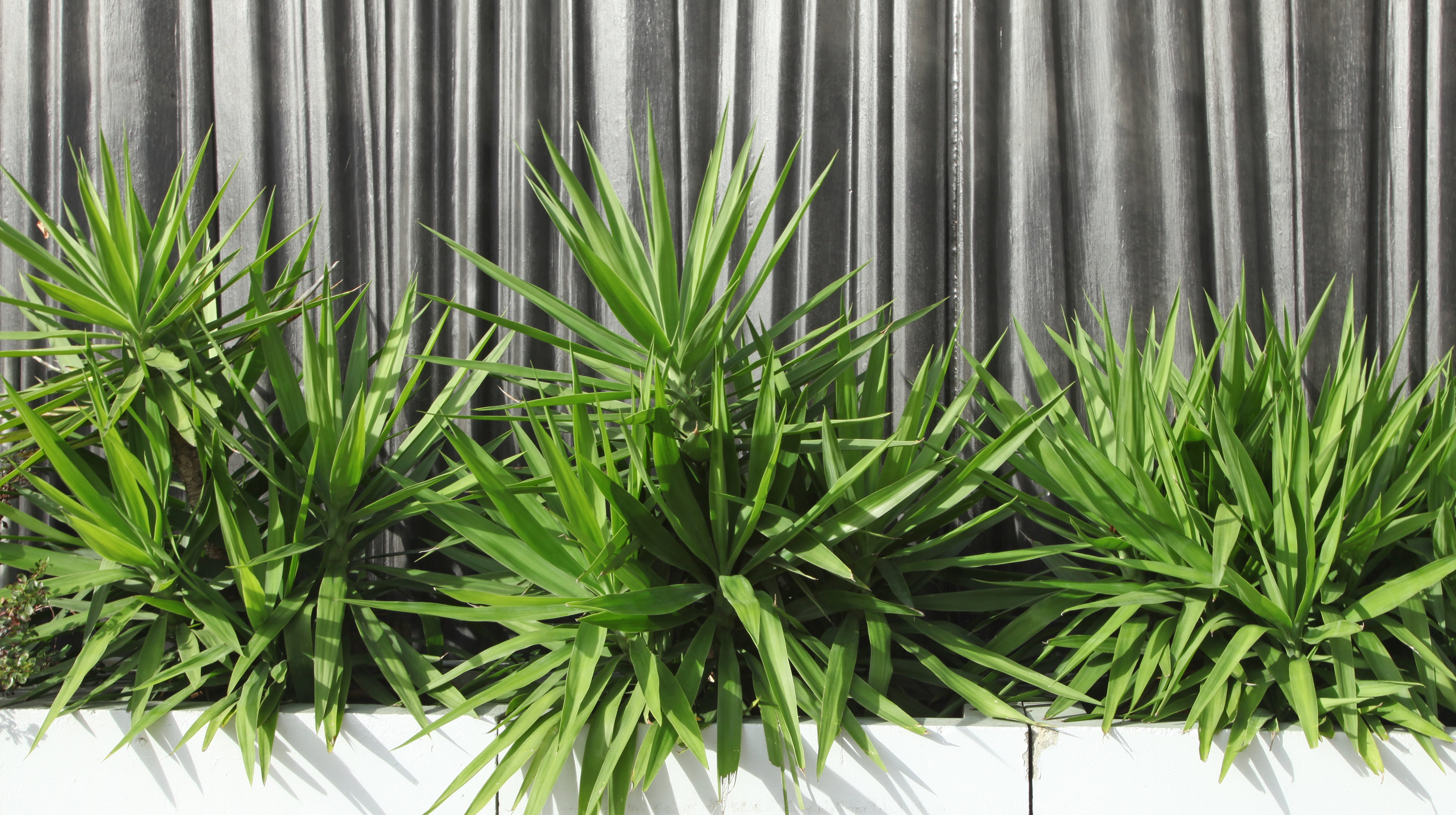 Jukki Yucca (zdj.: Fotolia.com)