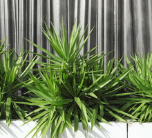 Jukki Yucca (zdj.: Fotolia.com)