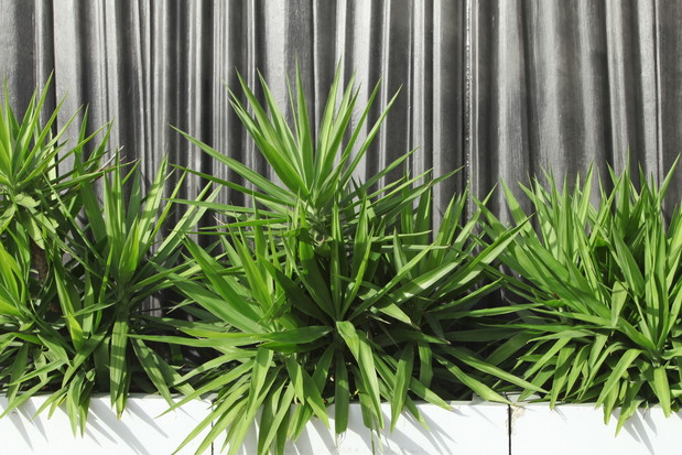 Jukki Yucca (zdj.: Fotolia.com)
