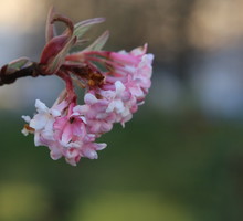 Kalina Bodnantska 'Dawn’ (zdj.: Fotolia.com)