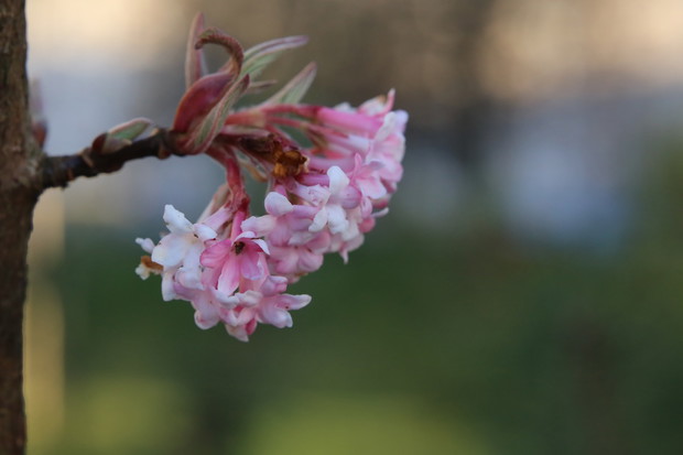 Kalina Bodnantska 'Dawn’ (zdj.: Fotolia.com)