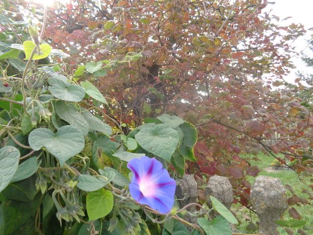 Kalina zmieniła iście na bordowo. 