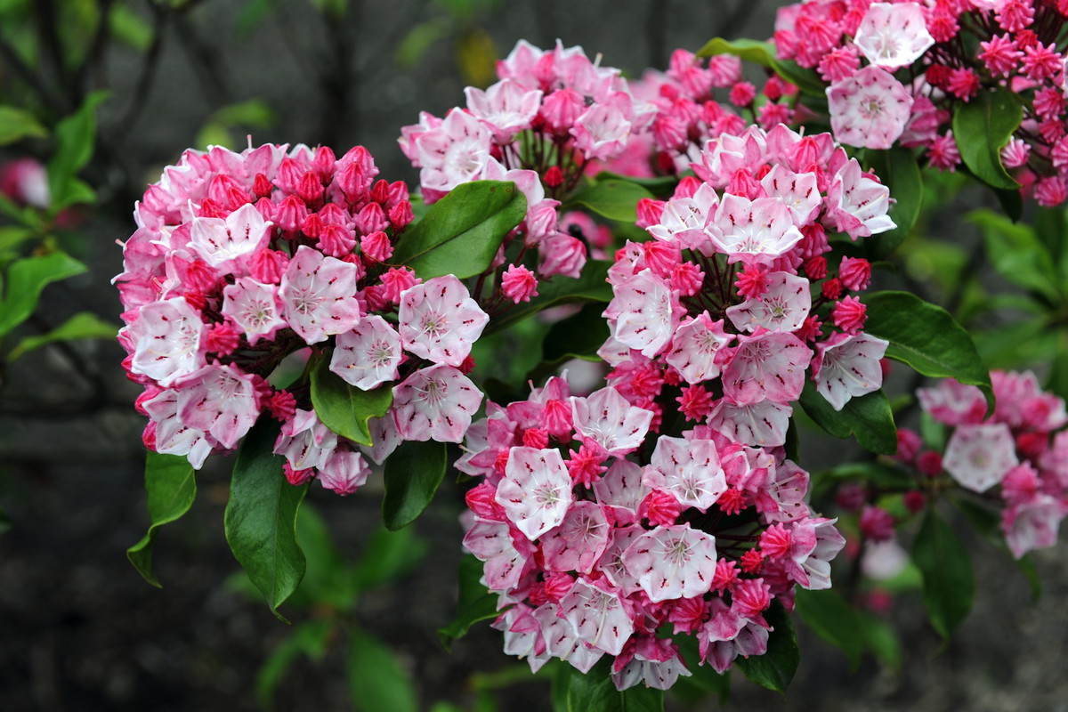 Kalmia latifolia (zdj.: Fotolia.com)