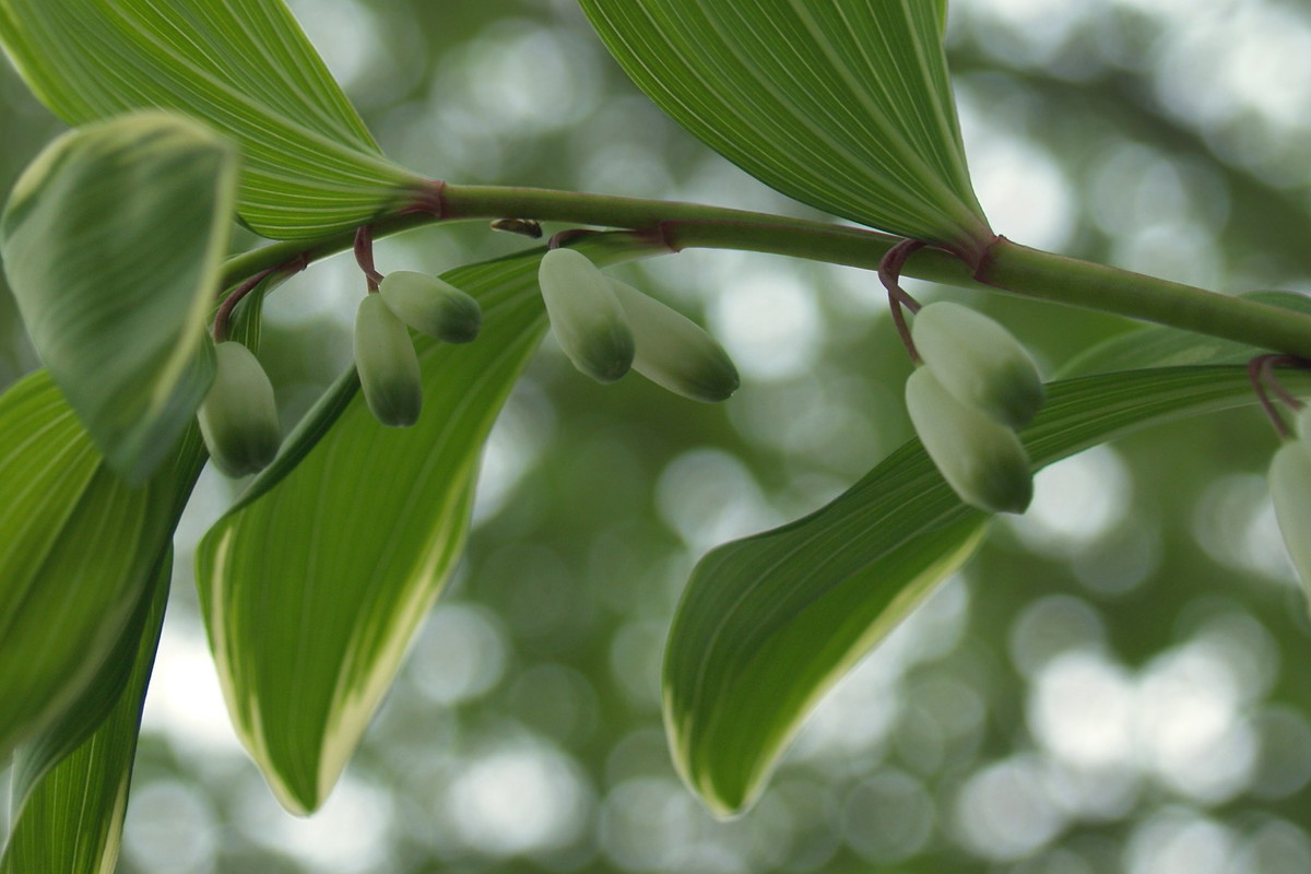 Kokoryczka sierpowata Polygonatum falcatum (zdj.: Fotolia.com)