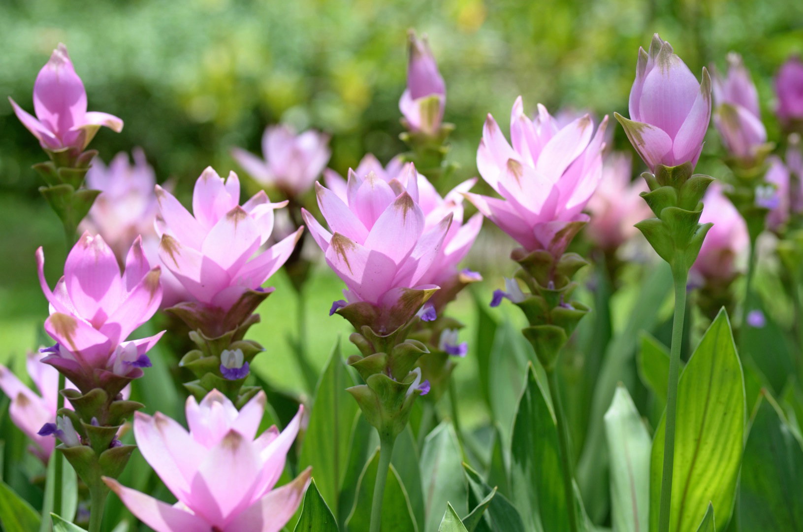 Kurkuma Curcuma (zdj.: Fotolia.com)