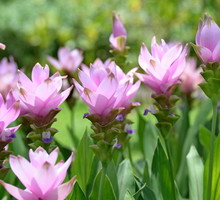 Kurkuma Curcuma (zdj.: Fotolia.com)