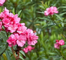 Kwiaty oleandra (zdj.: Fotolia.com)