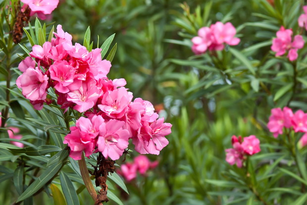 Kwiaty oleandra (zdj.: Fotolia.com)