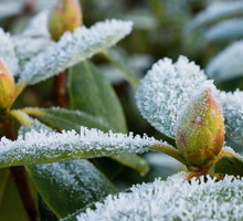 Kwiaty różanecznika zimą (zdj.: Fotolia.com)