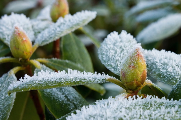 Kwiaty różanecznika zimą (zdj.: Fotolia.com)