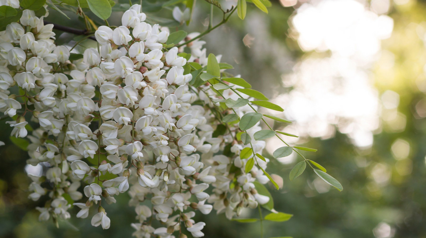Kwitnąca robinia akacjowa Robinia pseudoacacia (zdj.: Fotolia.com)