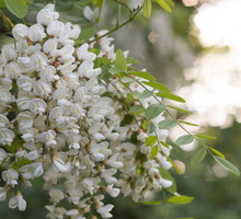 Kwitnąca robinia akacjowa Robinia pseudoacacia (zdj.: Fotolia.com)