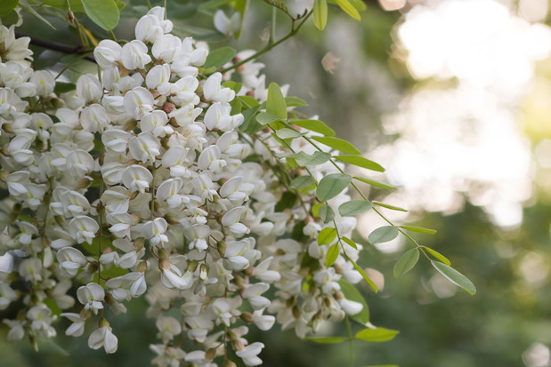 Kwitnąca robinia akacjowa Robinia pseudoacacia (zdj.: Fotolia.com)