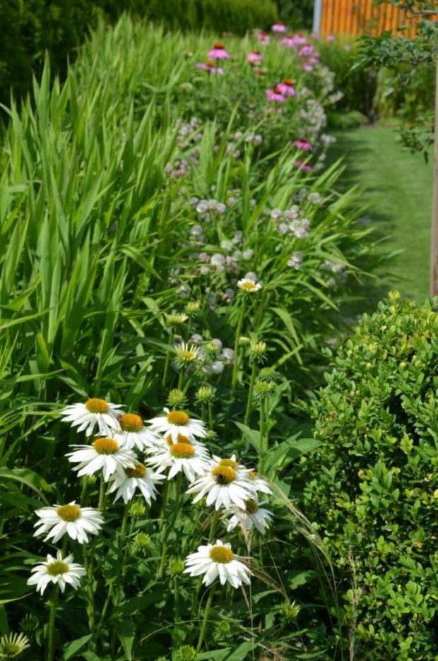 Łan jeżówk i traw