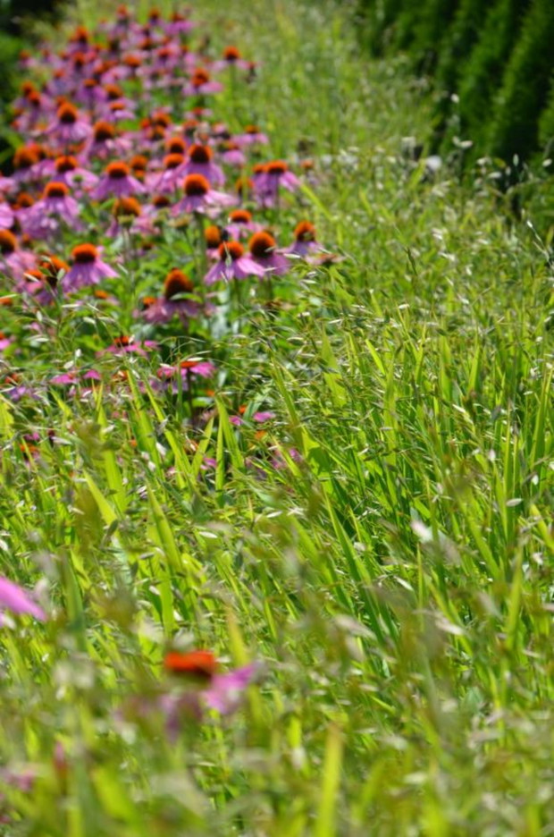 Łan jeżówki z obiedką