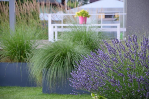 Lawenda i rozplenice