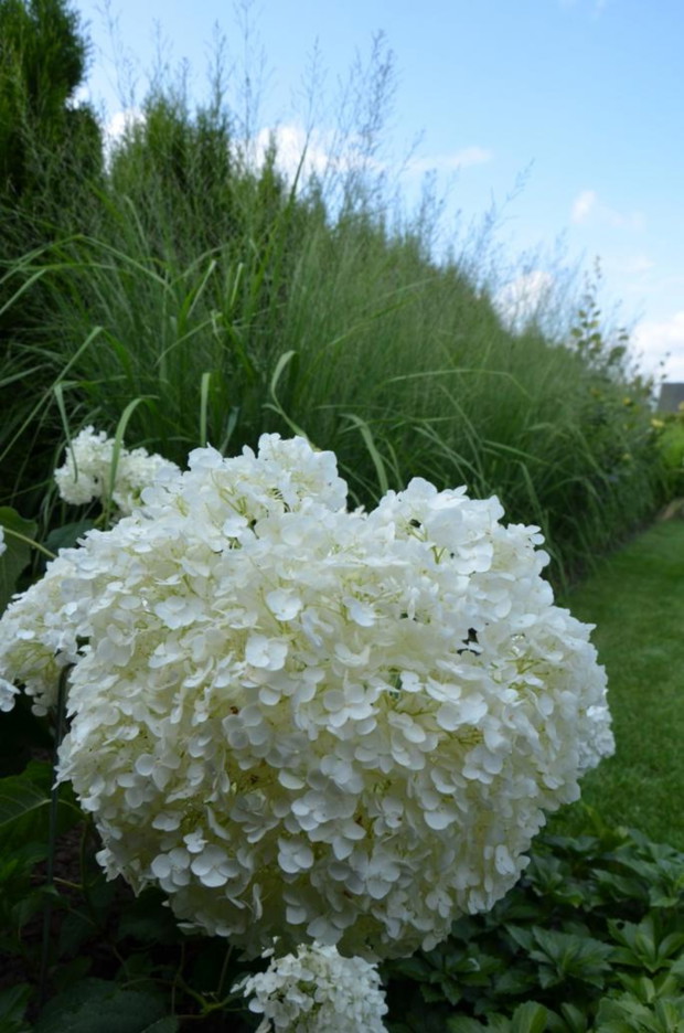 Łepek hortensji i molinia w tle