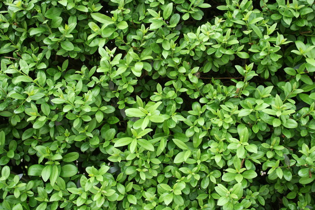 Ligustr pospolita(zdj.: Fotolia.com)