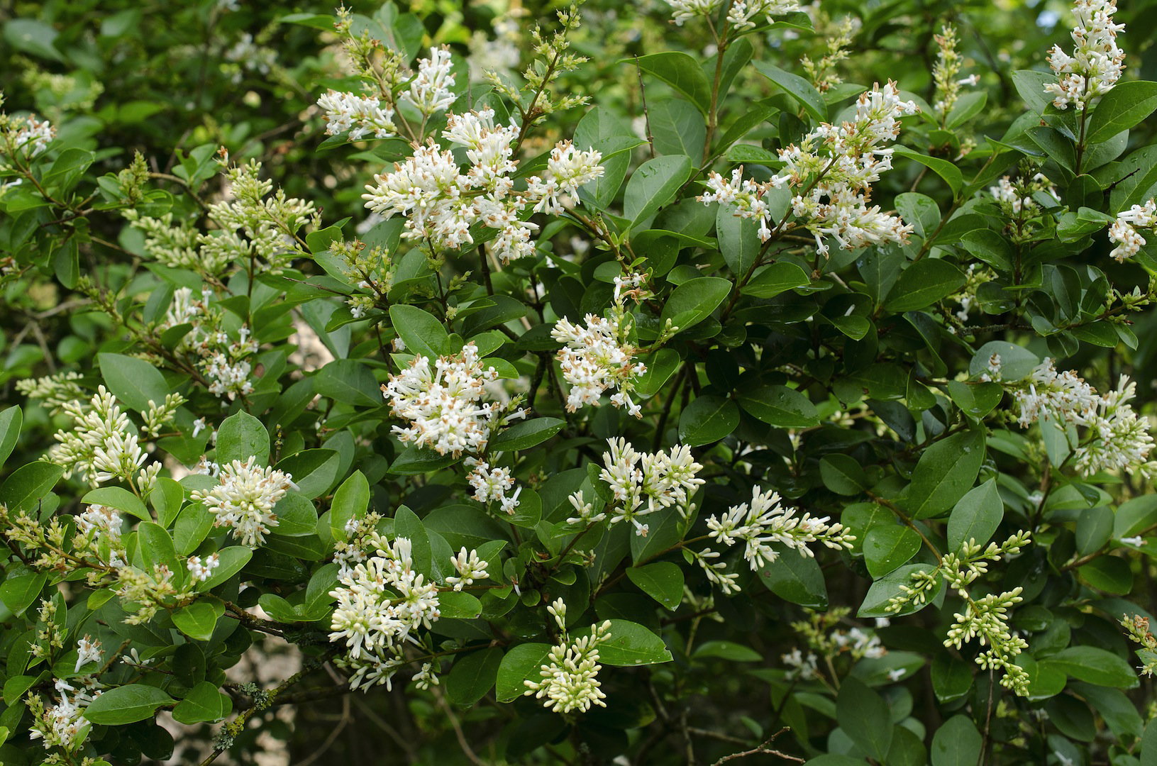 Ligustrum vulgare (zdj.: Fotolia.com)