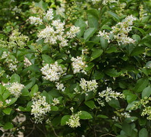 Ligustrum vulgare (zdj.: Fotolia.com)