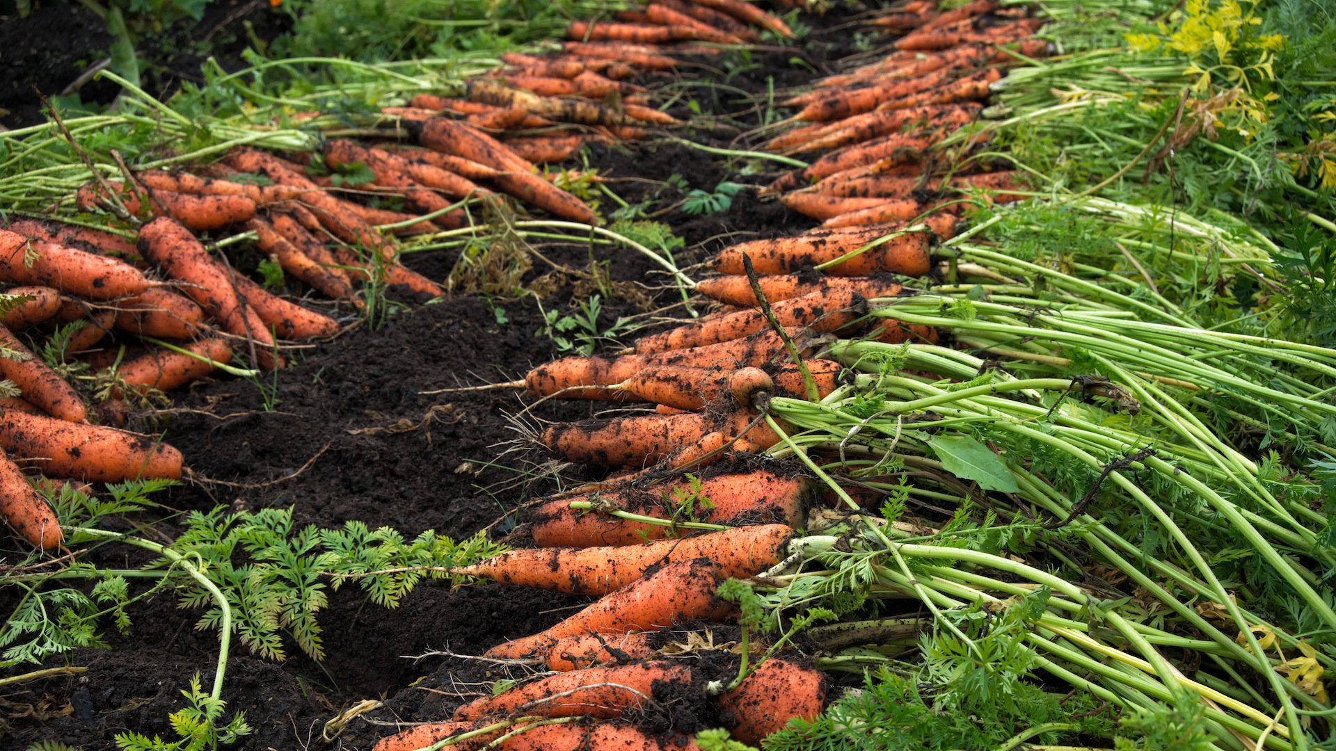Marchew świeżo po wykopaniu (zdj.: Fotolia.com)