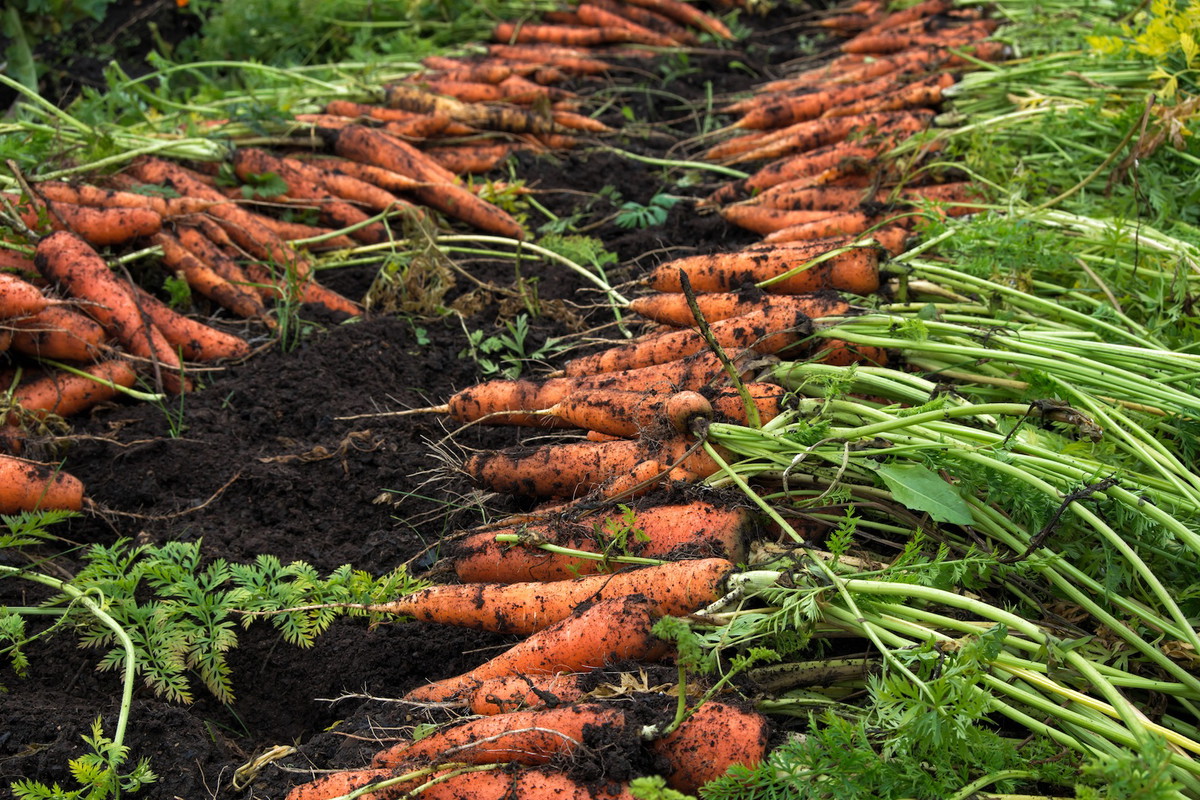 Marchew świeżo po wykopaniu (zdj.: Fotolia.com)