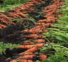 Marchew świeżo po wykopaniu (zdj.: Fotolia.com)