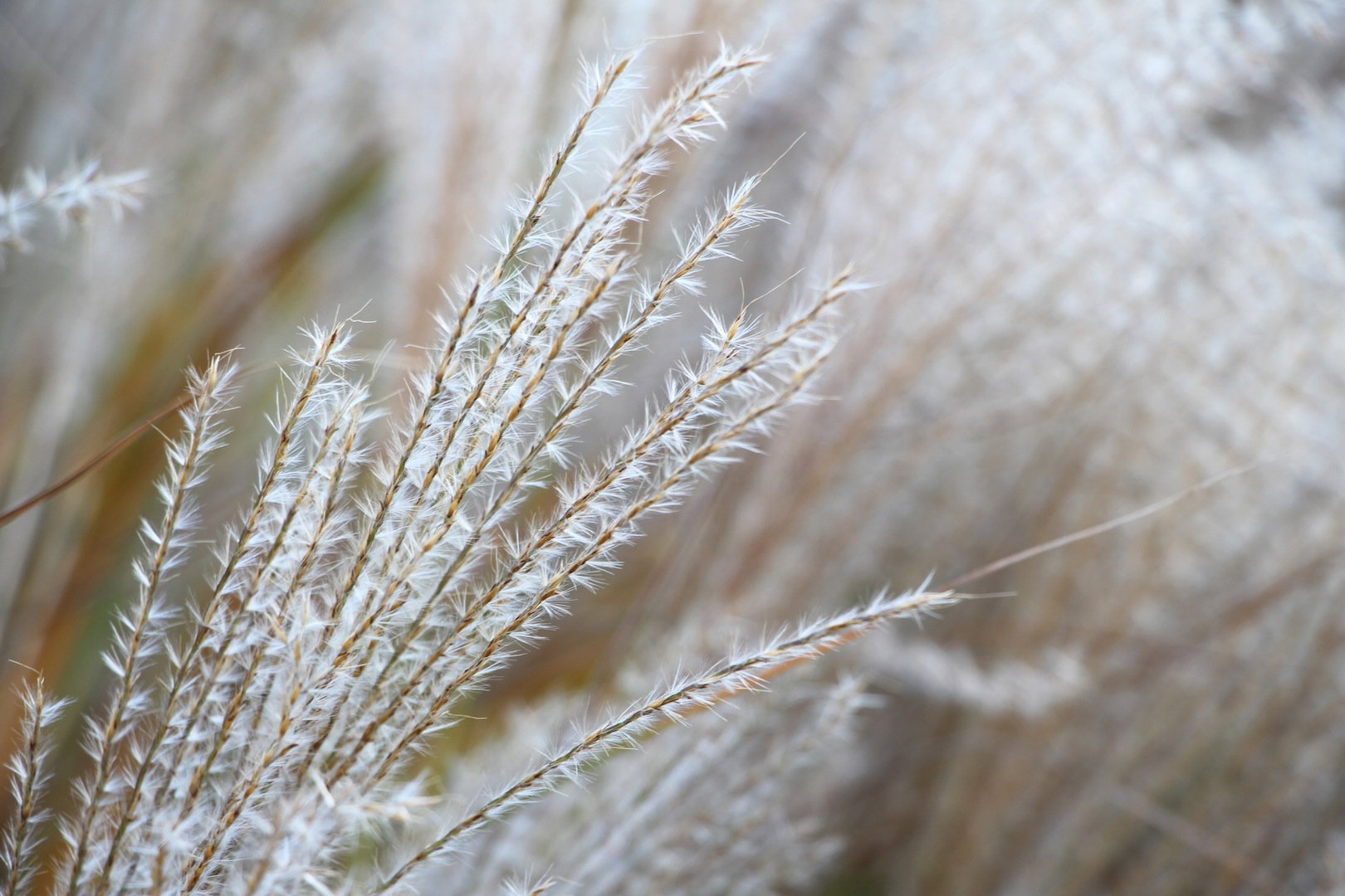 Miskant chiński (zdj.: Fotolia.com)