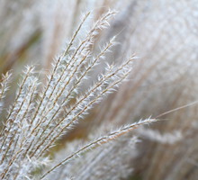 Miskant chiński (zdj.: Fotolia.com)