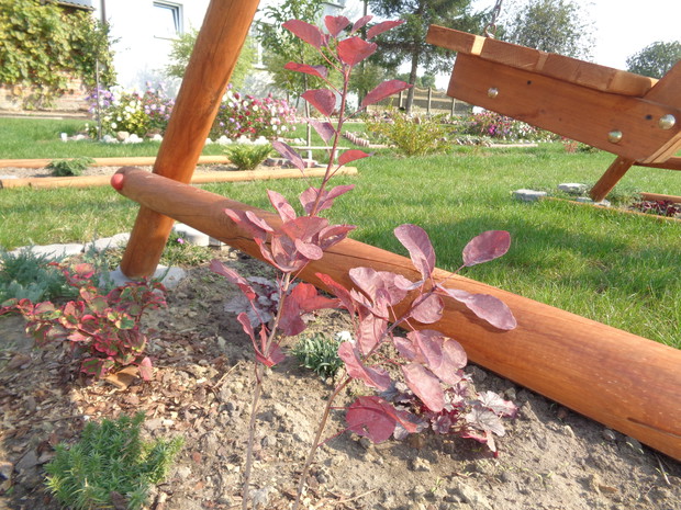 Młody perukowiec nie pozostawał w tyle. 