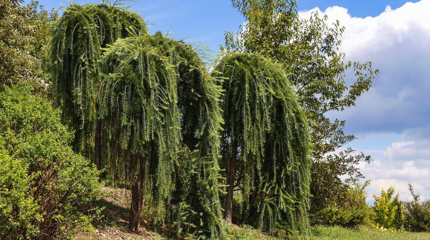 Modrzew Europejski Repens (zdj.: Fotolia.com)