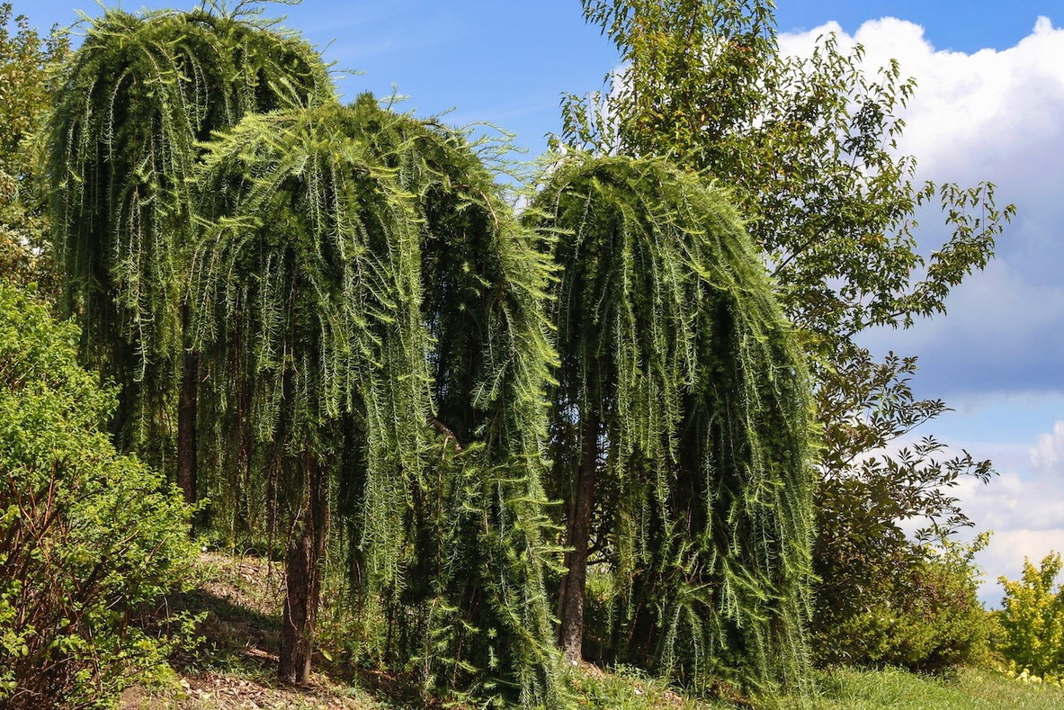 Modrzew Europejski Repens (zdj.: Fotolia.com)