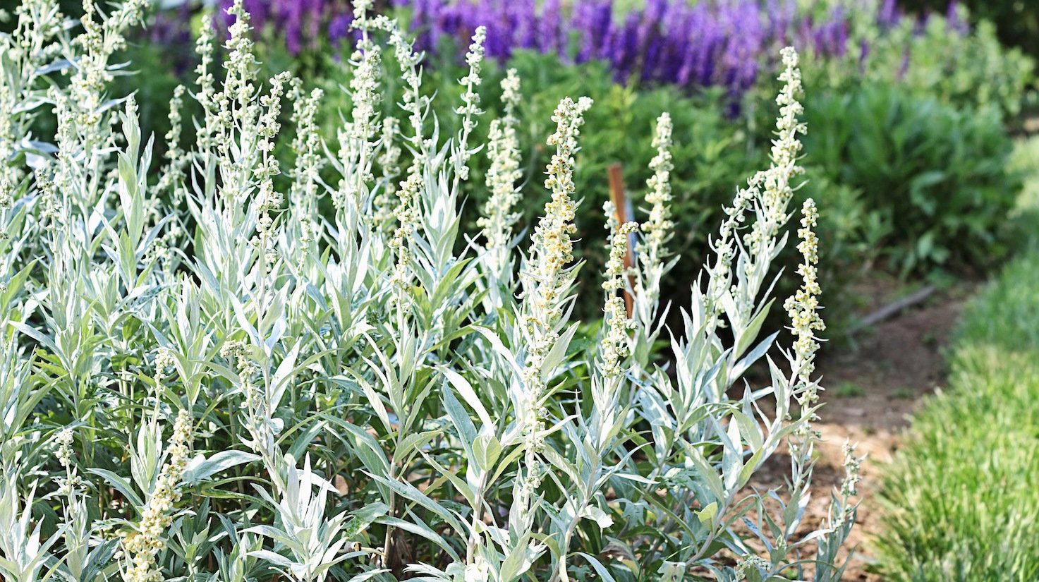 Na pierwszym planie czyściec wełnisty Stachys Byzantina (zdj.: Fotolia.com)