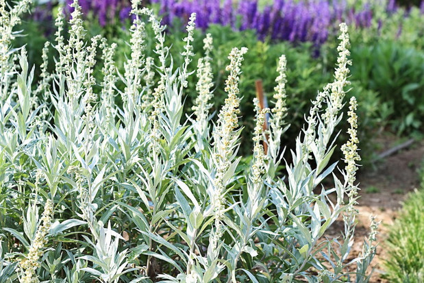 Na pierwszym planie czyściec wełnisty Stachys Byzantina (zdj.: Fotolia.com)