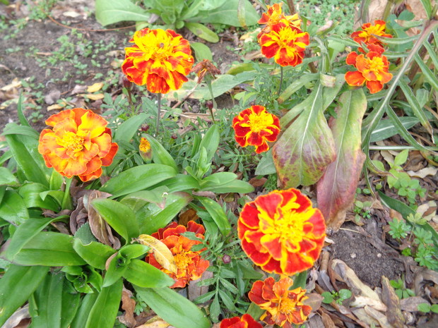 Nadal kwitły aksamitki. 