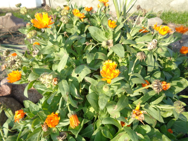 Nadal kwitły nagietki.