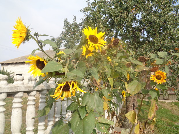 Nadal kwitły słoneczniki. 