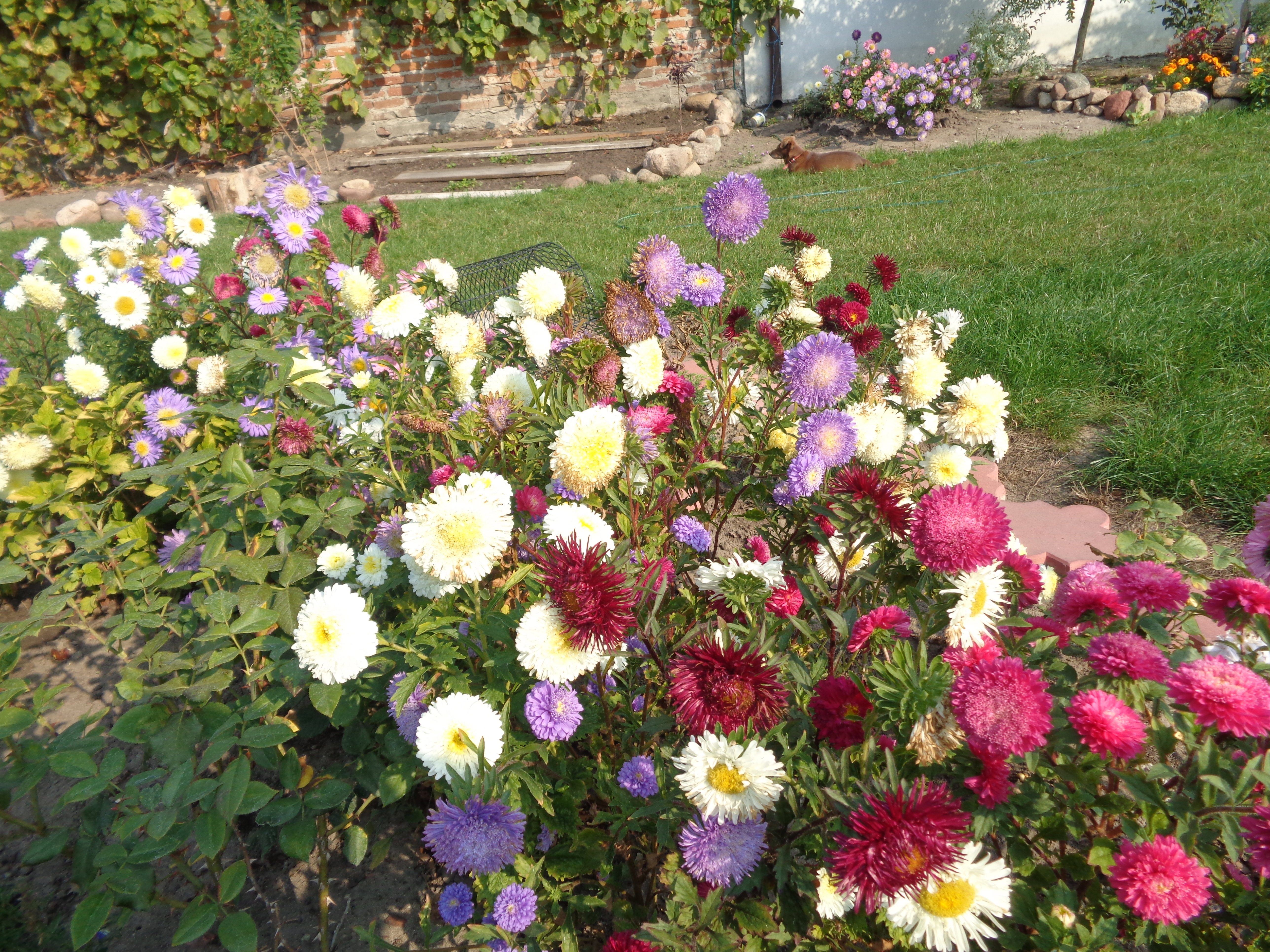 Nadal pięknie kwitły astry. 