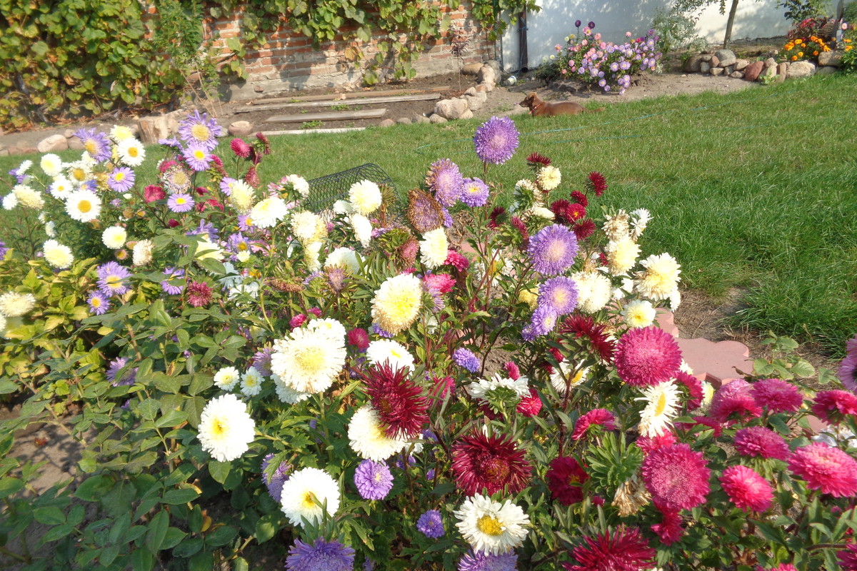 Nadal pięknie kwitły astry.