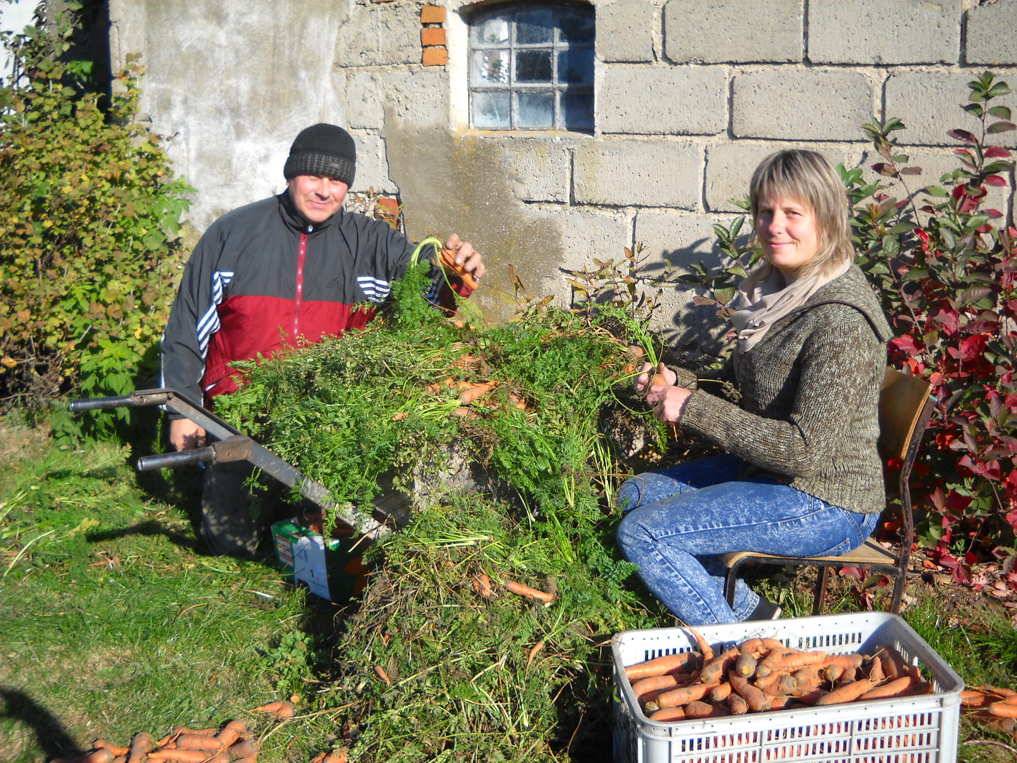 Obcinanie naci z marchewki.