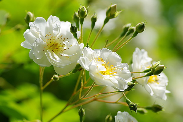 Odmiana Bobby James (zdj.: Fotolia.com)