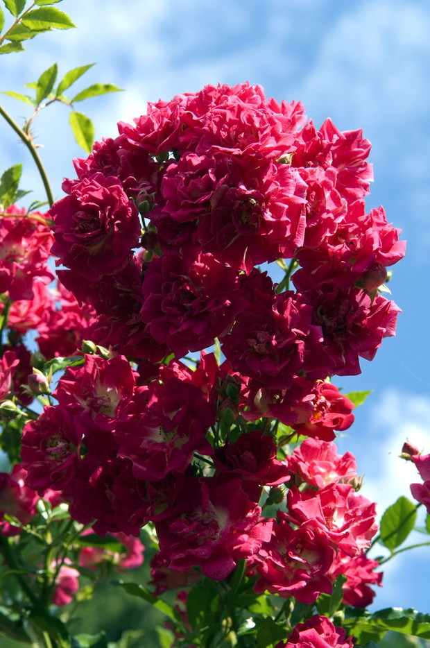 Odmiana Super Excelsa (zdj.: Fotolia.com)