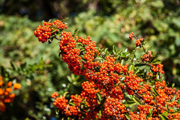 Ognik szkarłatny (zdj.: Fotolia.com)