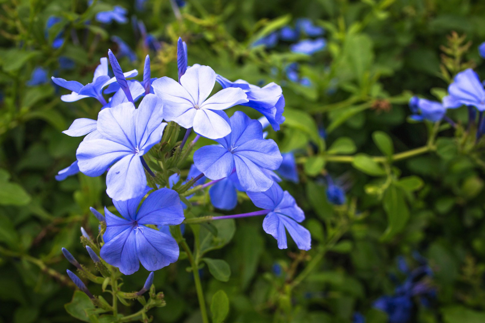 Ołownik Plumbago auriculata (zdj.: Fotolia.com)