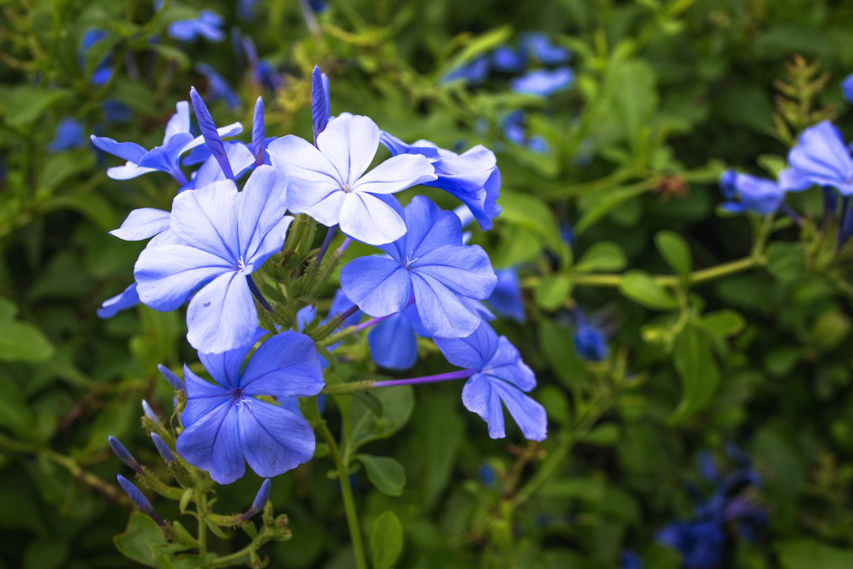 Ołownik Plumbago auriculata (zdj.: Fotolia.com)