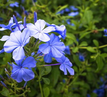 Ołownik Plumbago auriculata (zdj.: Fotolia.com)