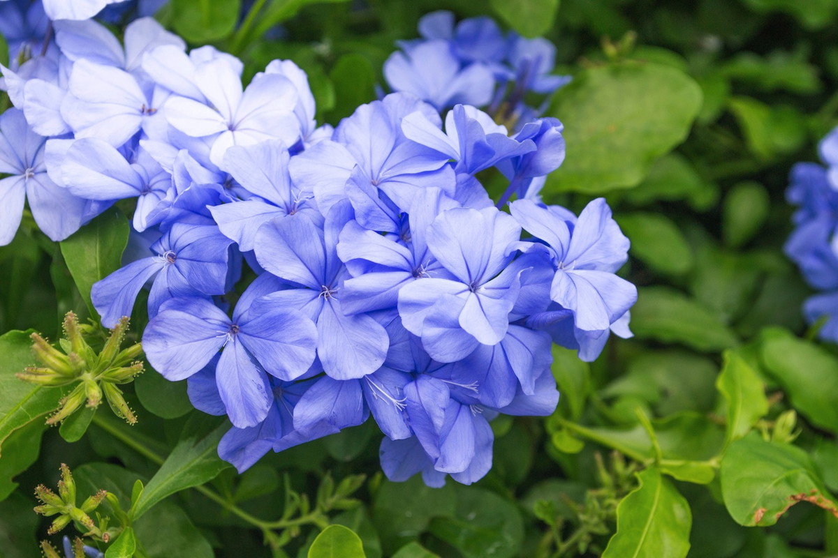 Ołownik Plumbago auriculata (zdj.: Fotolia.com)
